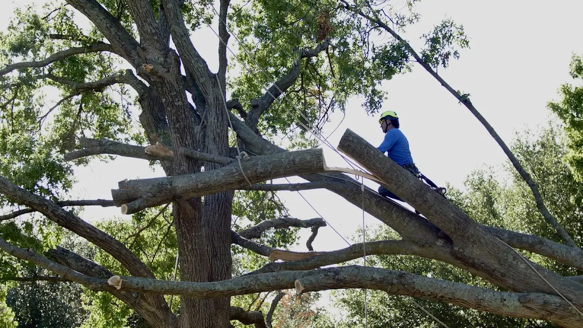 Professional Crown Thinning performed by certified arborists in Inland